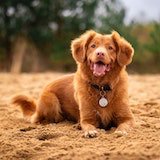 dog lying on sand