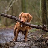 dog with a stick in its mouth